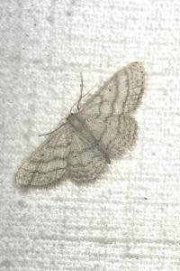 <i>Idaea subsericeata</i>