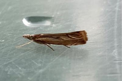 <i>Agriphila geniculea</i>