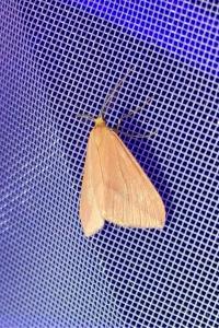 <i>Rhodometra sacraria</i>