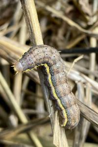 <i>Lacanobia oleracea</i>