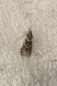 <i>Eudonia angustea</i>