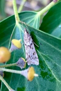 <i>Eudonia angustea</i>