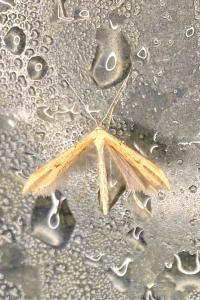 <i>Emmelina monodactyla</i>
