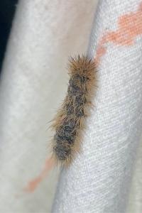 <i>Phragmatobia fuliginosa</i>