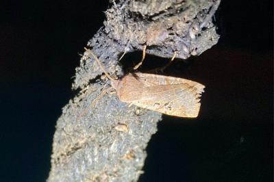 <i>Conistra rubiginosa</i>
