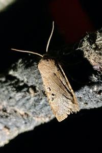 <i>Conistra rubiginosa</i>