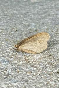 <i>Operophtera brumata</i>