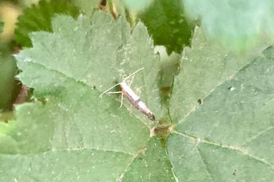 <i>Argyresthia</i>