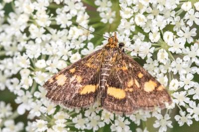 <i>Pyrausta aurata</i>