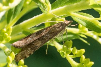 <i>Nomophila noctuella</i>