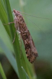 <i>Nomophila noctuella</i>
