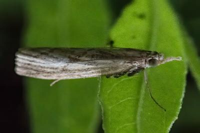 <i>Agriphila inquinatella</i>