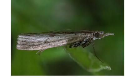 <i>Agriphila inquinatella</i>