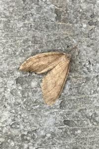 <i>Operophtera brumata</i>