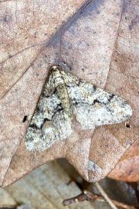 <i>Agriopis leucophaearia</i>