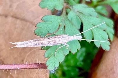 <i>Ypsolopha mucronella</i>