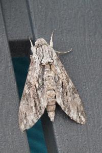 <i>Agrius convolvuli</i>