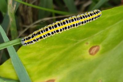 <i>Calophasia lunula</i>