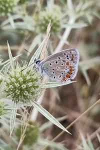 <i>Polyommatus icarus</i>
