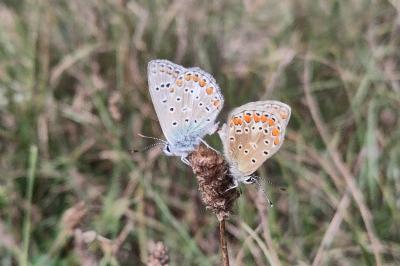 <i>Polyommatus icarus</i>