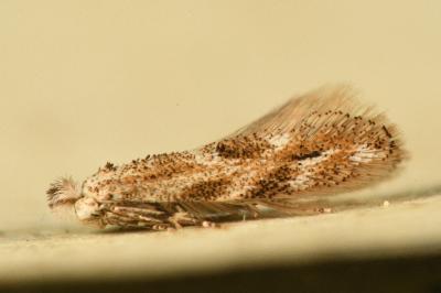 <i>Bucculatrix</i>