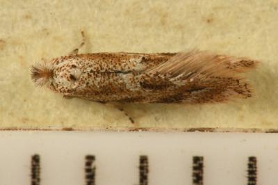<i>Bucculatrix</i>