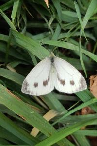 <i>Pieris napi</i>