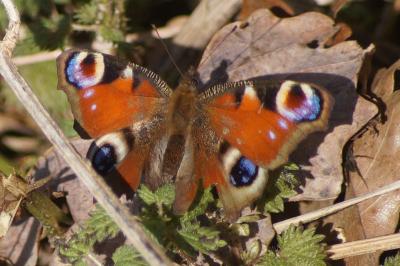 <i>Aglais io</i>