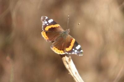 <i>Vanessa atalanta</i>