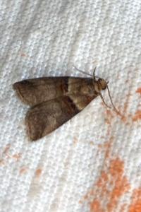 <i>Acrobasis</i>