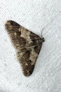 <i>Agriopis leucophaearia</i>