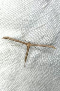 <i>Emmelina monodactyla</i>