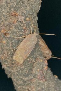 <i>Conistra</i>
