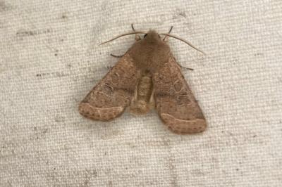 <i>Orthosia cerasi</i>