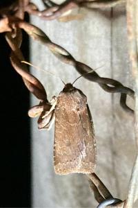 <i>Conistra</i>