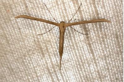 <i>Emmelina monodactyla</i>