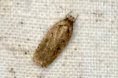 <i>Agonopterix</i>