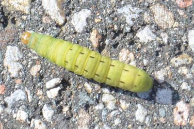 <i>Noctua pronuba</i>