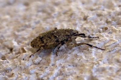 <i>Diurnea fagella</i>