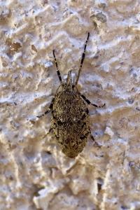 <i>Diurnea fagella</i>