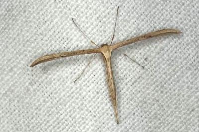 <i>Emmelina monodactyla</i>