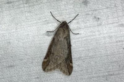 <i>Alsophila aescularia</i>