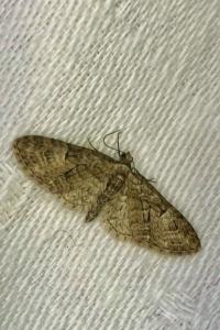 <i>Eupithecia abbreviata</i>