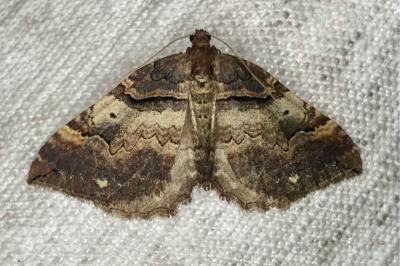 <i>Earophila badiata</i>