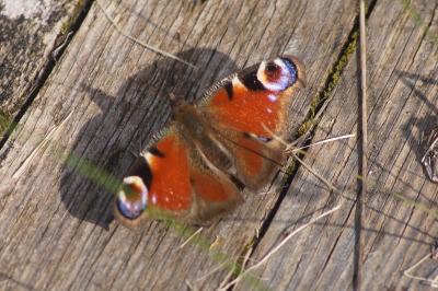 <i>Aglais io</i>