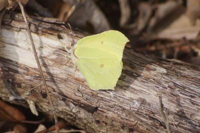 <i>Gonepteryx rhamni</i>