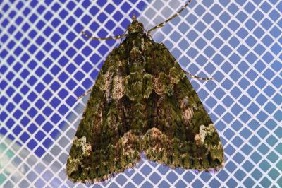 <i>Chloroclysta siterata</i>
