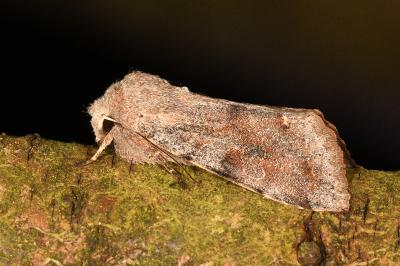 <i>Orthosia incerta</i>