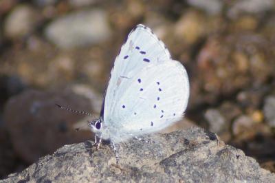 <i>Celastrina argiolus</i>