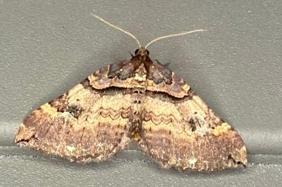 <i>Earophila badiata</i>